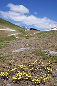 17 Rifugio Mirtillo